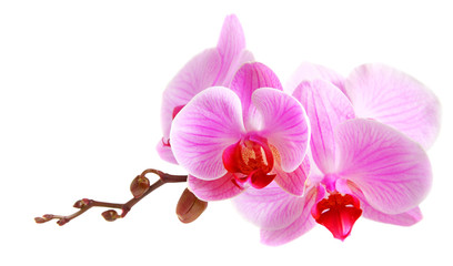 Naklejka na ściany i meble Image of orchid flowers isolated over white