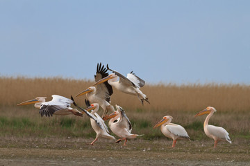 pelicans in the Danube Delta