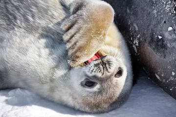 Fotobehang Baby seal © Goinyk