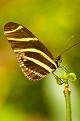 Zebrafalter (Heliconius charithonia)