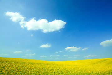 Yellow field rapeseed in bloom with blue sky and white clouds