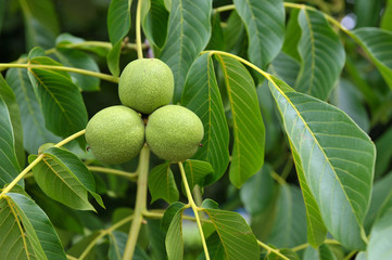 Green walnuts growing on a tree