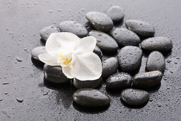 Naklejka na ściany i meble Macro of beautiful orchid on wet pebble