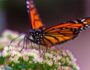 Monarchfalter (Danaus plexippus)