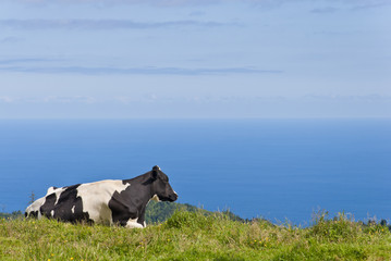 Cow By The Sea