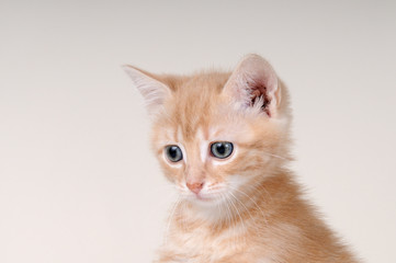 Primo piano di gattino europeo rosso