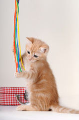 Giochi di gattino