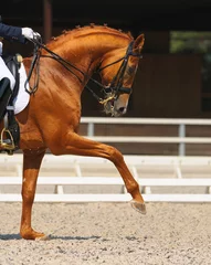 Deurstickers Paardrijden Dressuur: portret van zuring paard