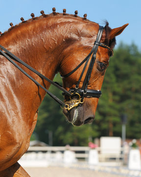 Dressage: portrait of sorrel horse
