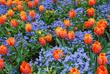 Orange Tulips at the Butchart Gardens