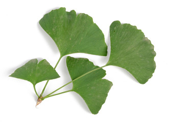 Ginkgo leaf