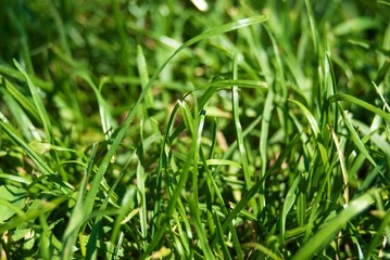 Grass