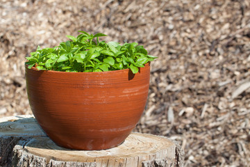 Herbs in Pots. Basil.