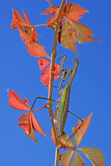 tenodera mantis
