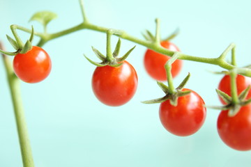 マイクロトマト