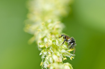 hover files or fruit file in green nature
