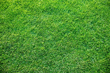Obraz premium fresh spring geen grass