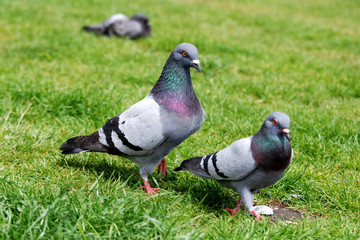 two pigeons walking behind the green grass