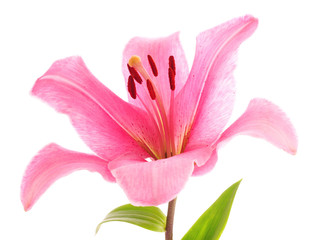 Lily flower on white background