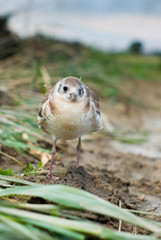 Fototapeta premium bird