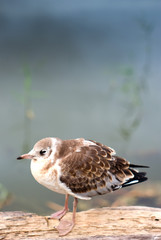 bird