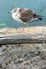 bird