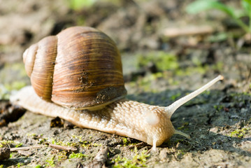 snail