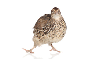 Funny Quail on white background