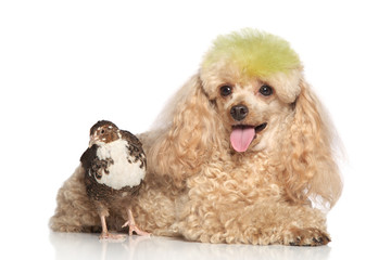 Apricot poodle with quail