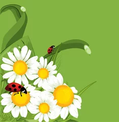 Poster vector lieveheersbeestje groene achtergrond © lindwa