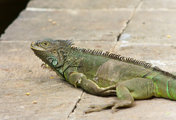Fototapeta premium Big Iguana