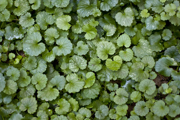 mat of green leaves in the forest