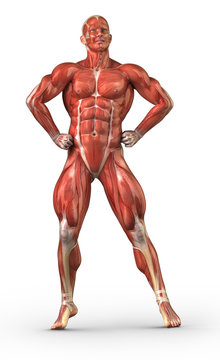Man muscular system anterior view in body-builder pose