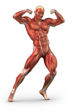 Man muscular system anterior view in body-builder position