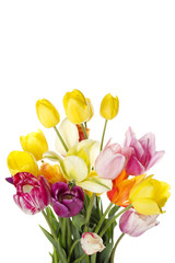 Tulip with water drops