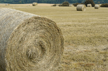 Hay bales at harvest time