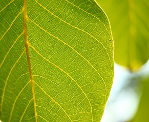 Walnut leaf