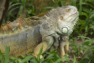 Iguana molting