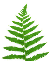 Decorative fern over white background