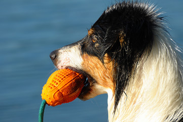Australian Shepherds mit Spielzeug