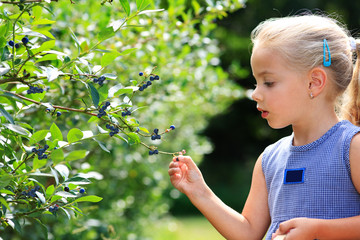 gather blueberries