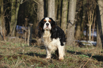 chien de compagnie en promenade dans la forêt