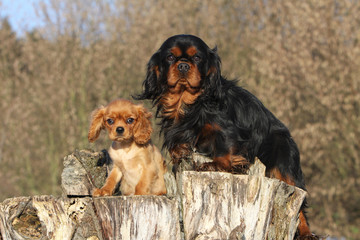 maman cavalier king charles et son bébé