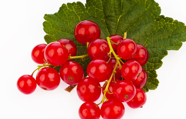 Rote Johannisbeeren - Ribisel