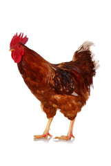 Brown live rooster isolated on white
