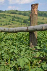 Old wooden fence