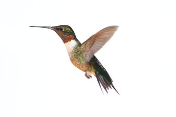 Isolated Ruby-throated Hummingbird