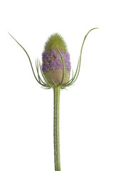 Flowering Fuller'sTeasel