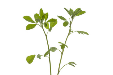 Twig of Fenugreek