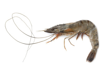 Whole single fresh black tiger shrimp